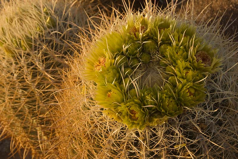 41w - 100327 Barrel cactus ©2010 Barbara Swanson